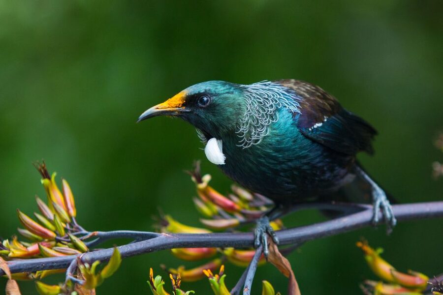 Zealandia by Day Tour - Walking Reality Check: Uneven Paths and Weather