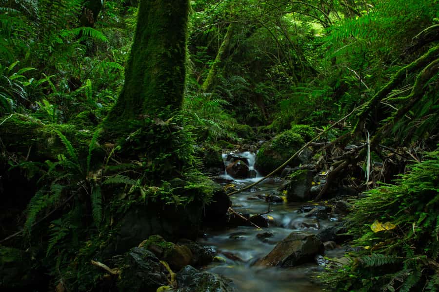Zealandia by Day Tour - Birdwatching at Feeding Stations: What You Should Actually Look For