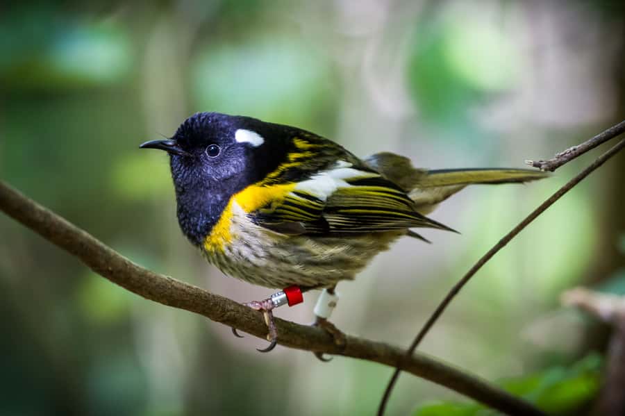 Zealandia by Day Tour - Tuatara, Rare Birds, and That Moment When It Clicks
