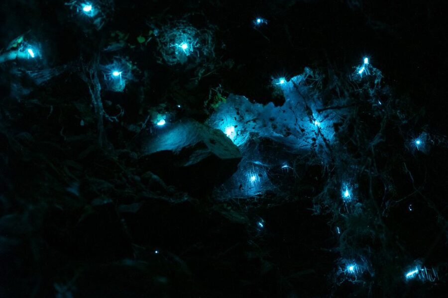 Zealandia by Night Tour - Quick reasons Zealandia by Night works