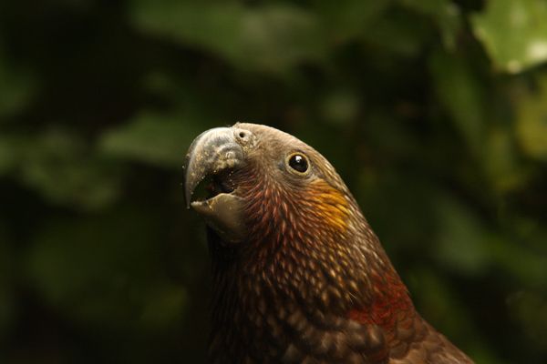 Zealandia by Night Tour - A 2.5-hour night walk in Zealandia’s fenced eco-sanctuary