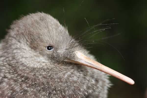 Zealandia by Night Tour - Kiwi chances, and how to think about the big moment