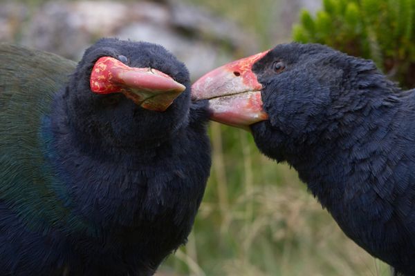 Zealandia by Night Tour - Beyond kiwi: the other species you might encounter at night