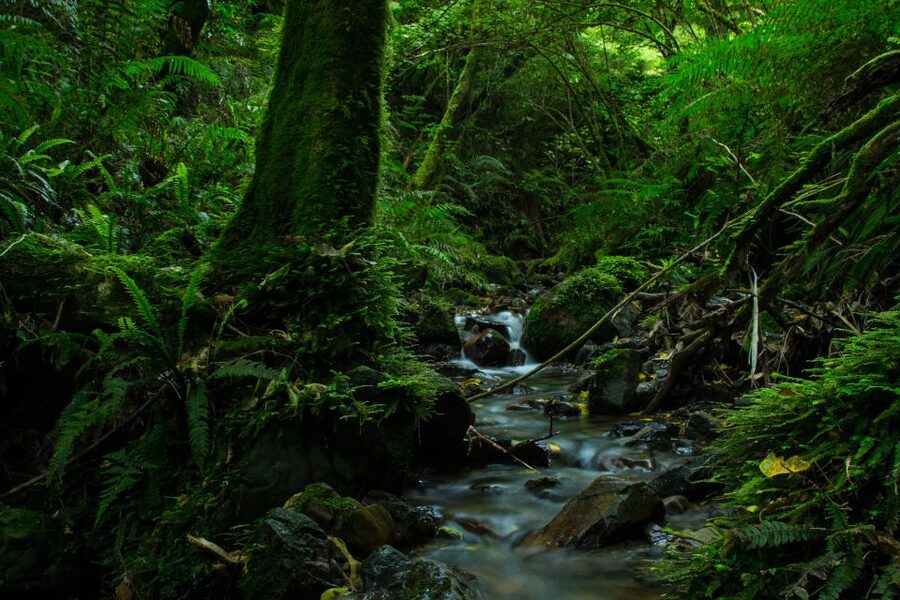 Zealandia by Night Tour - Why Māori culture is part of the story, not just extra facts