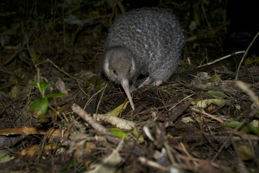 Zealandia by Night Tour - The value equation: is $59 worth it?