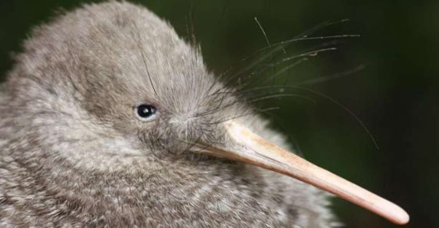 Zealandia by Night Tour - What to bring, what to wear, and the rules that keep the night working