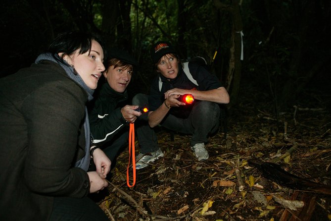 Zealandia Small Group Eco Wildlife Night Tour - Why Zealandia at night feels different in Wellington
