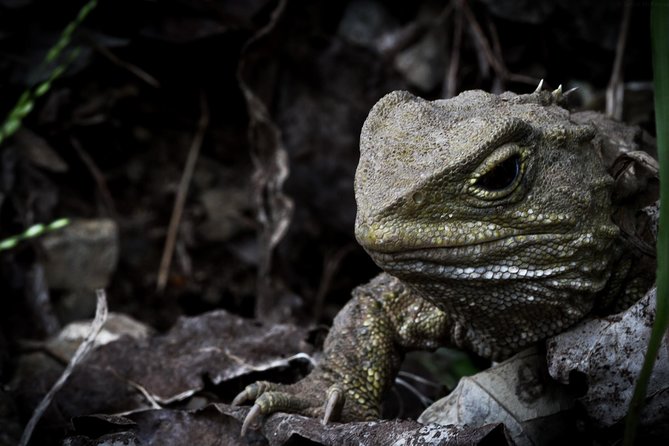 Zealandia Small Group Eco Wildlife Night Tour - What wildlife you can realistically hope to spot after dark