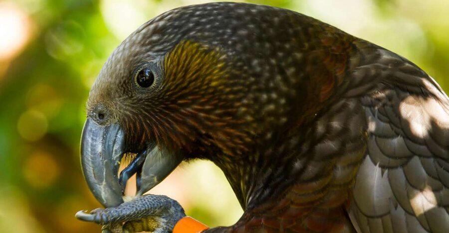 Zealandia Twilight Ecosanctuary Tour - Key highlights at a glance