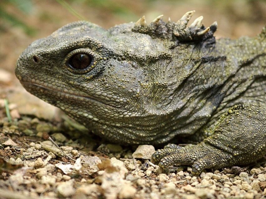 Zealandia Twilight Ecosanctuary Tour - Best timing in summer, and a small schedule warning