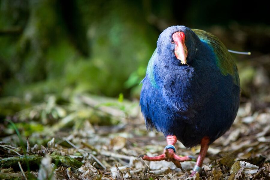 Zealandia Twilight Ecosanctuary Tour - The interactive exhibition, before you step into the dark