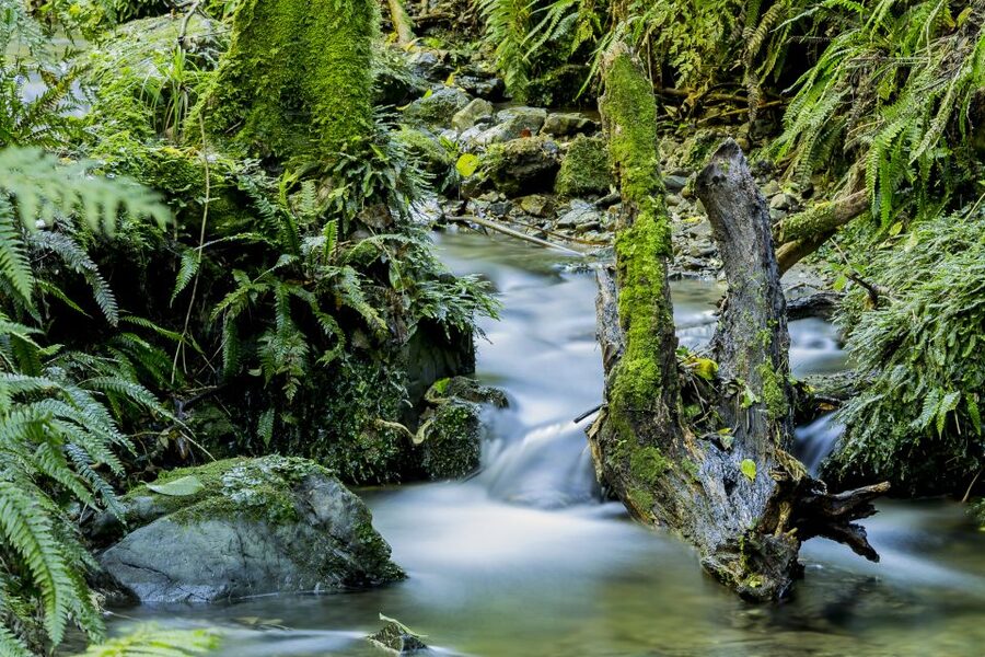 Zealandia Twilight Ecosanctuary Tour - Wildlife you can hope to see, with kiwi and ruru as the stars