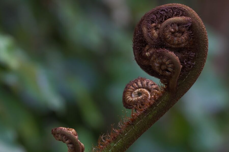 Zealandia Twilight Ecosanctuary Tour - Guides, pacing, and why the tour feels better than a self-guided visit