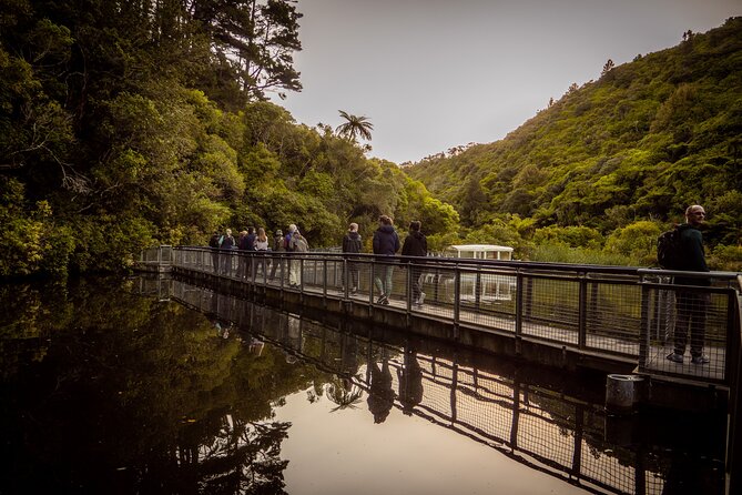 Zealandia - Twilight Guided Eco Wildlife Tour - Regenerating Valley Walk: A Calm Stroll With Real Animal Timing