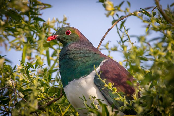 Zealandia - Twilight Guided Eco Wildlife Tour - Price and Value: What $68.26 Actually Buys You